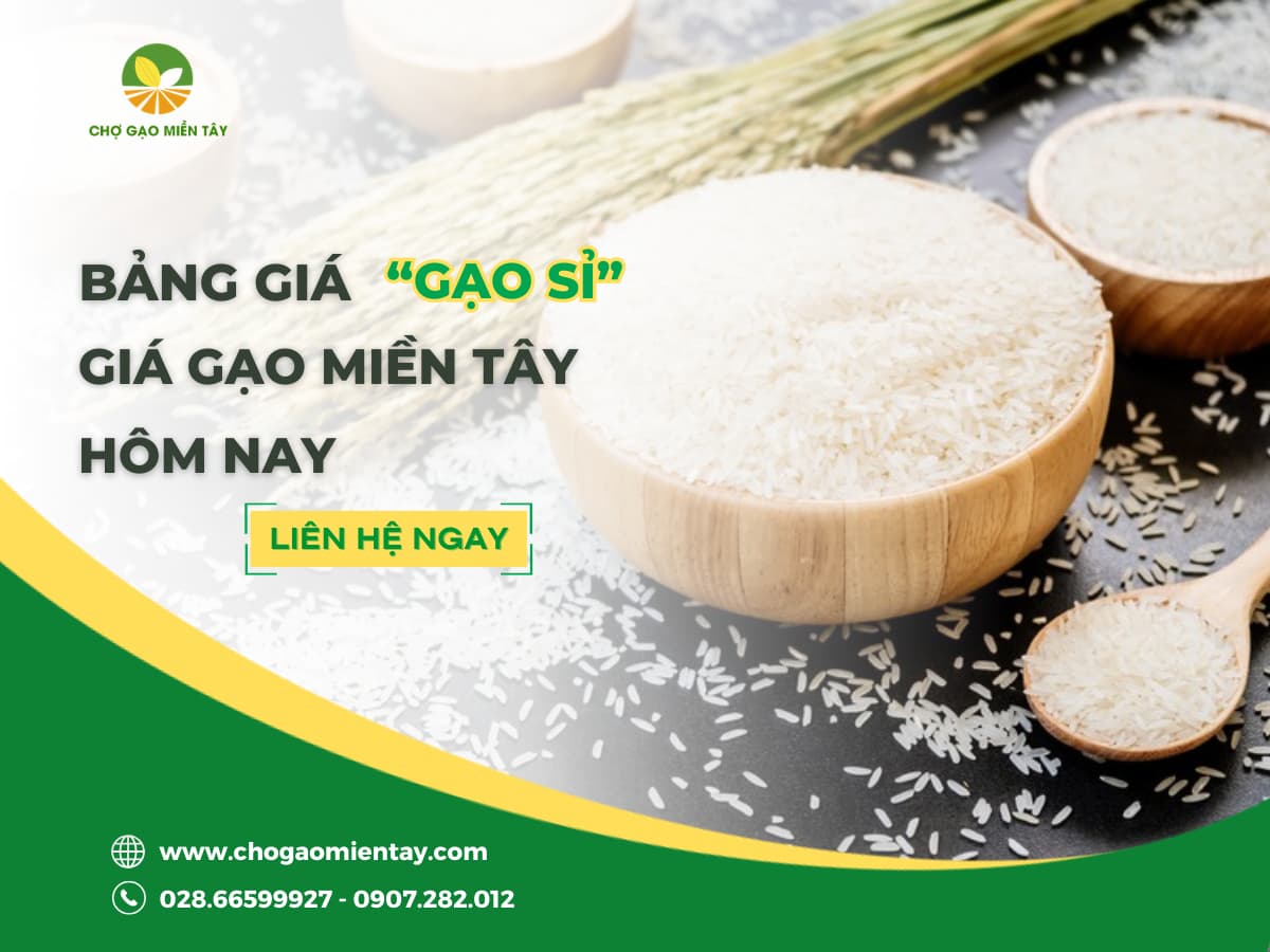 GIÁ GẠO HÔM NAY BAO NHIÊU? [11/6/2026], BẢNG GIÁ GẠO MIỀN TÂY