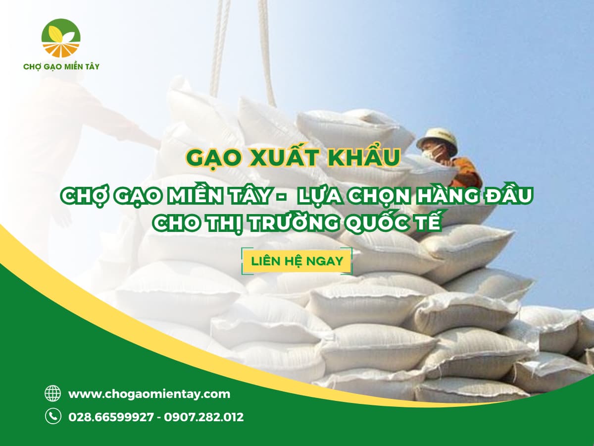 Gạo Xuất Khẩu: Chợ Gạo Miền Tây - Lựa Chọn Hàng Đầu Cho Thị Trường Quốc Tế